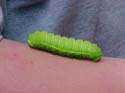 kyle caterpillar